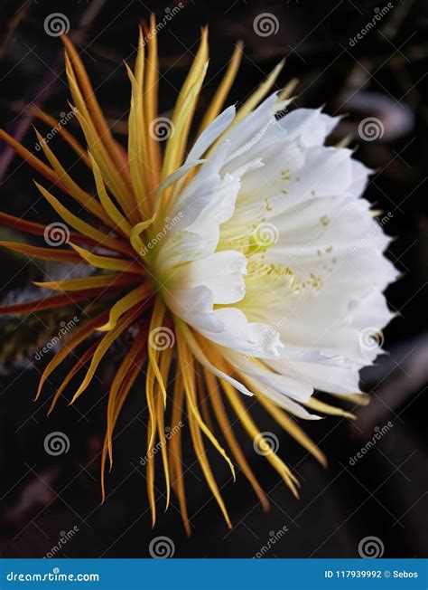 Cactus Queen of the Night. Night-blooming Cereus Latin Name ...
