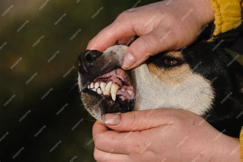 Dog With Human Teeth