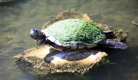 Austin Wildlife: 5 Places Where You Can Spot The Beauties