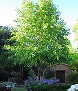 River Birch - Pahl's Market - Apple Valley, MN