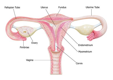 Length Of Fallopian Tube
