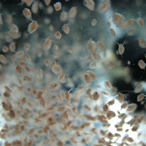 Hounen Daphnia cysts. Easy to Hatch in Fresh Water. (Cysts 2,000 Eggs ...