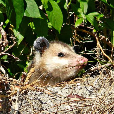 Where Do Possums Nest? - A-Z Animals