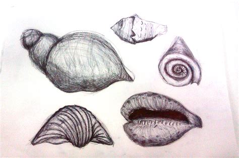 Image result for Shell Drawing Kit