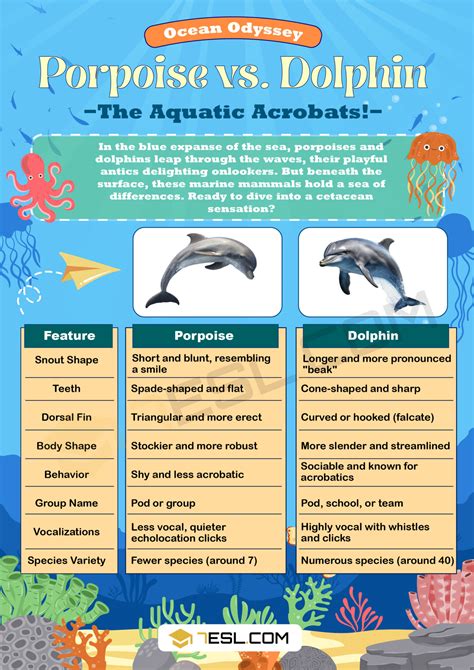 Porpoise vs. Dolphin: The Difference between Porpoise and Dolphin • 7ESL
