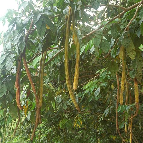 Giant ice Cream beans - Plantsville.in