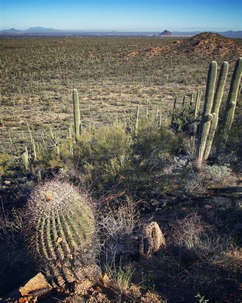 Valley View Overlook Trail (Saguaro National Park West) — Flying Dawn ...