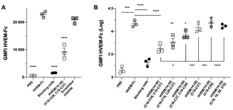 Disulfide-Linked Peptides for Blocking BTLA/HVEM Binding