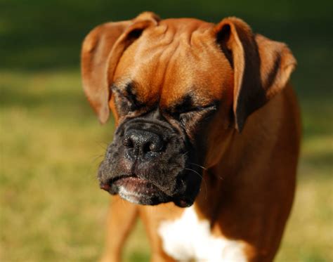 What You Need to Know About Reverse Sneezing in Dogs in St. Paul, MN ...