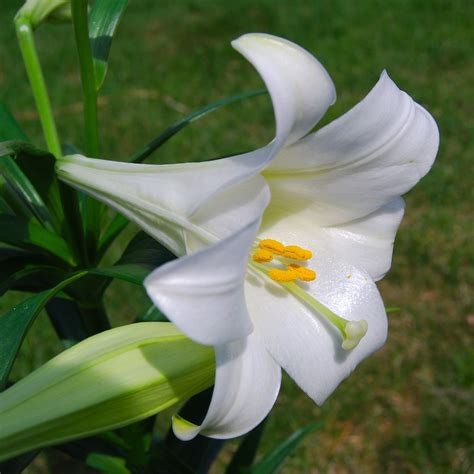 Caring For Easter Lilies: How To Plant Easter Lily After Blooming ...