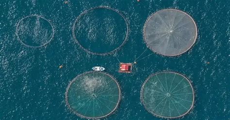 How to Start Fish Farming 的图像结果