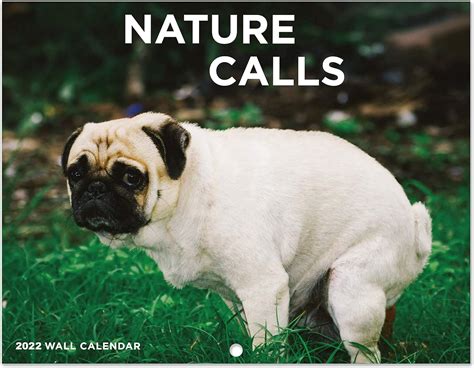 Buy Gag Gifts - Funny Gifts, White Elephant Gag Gift Exchange, Large 17 ...