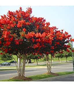 Creative Farmer Red Rocket Crape Myrtle 20 Seeds Flowering Tree ...