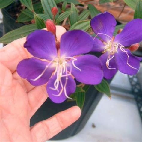 Purple Tibouchina semidecandra, the princess flower, glory bush ...