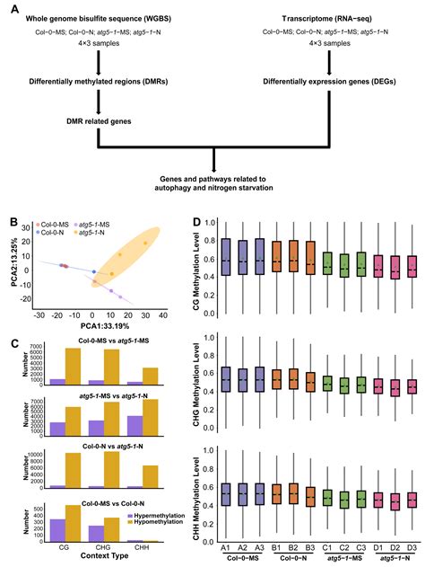 The Change in Whole-Genome Methylation and Transcriptome Profile under ...