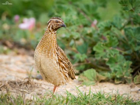 Spain: Capercaillie & Quail - Ignacio Yufera