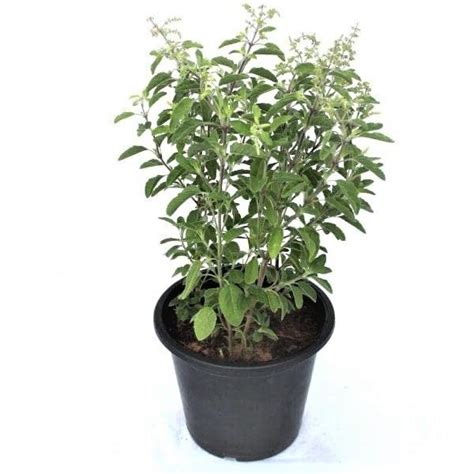 Guruji Plantation Live Herbal Real Ayurvedic Rama Tulsi Plant Holy ...