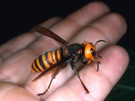 Giant Hornets Kill Dozens In China; Warm Temps Might Be Cause : The Two-Way : NPR