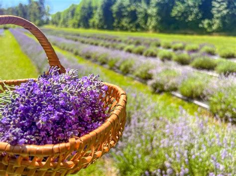 Ouverture champ de lavande Upick lavender, 2017 Cowans creek rd. Landry ...
