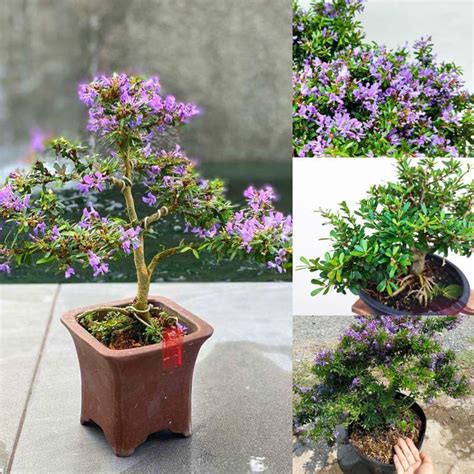 Vietnamese Blue Bell (Paulownia Tomentosa) Flowering Live Plant & Tree ...