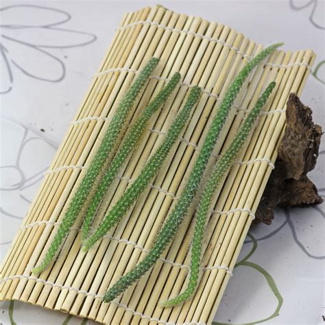 Disocactus flagelliformis