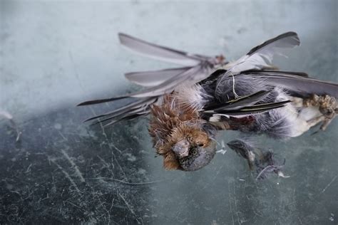 Sounds of Dying Prey 的图像结果