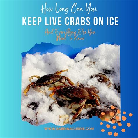 How Long Can Crabs Be Kept On Ice - West Coast Kitchen Garden