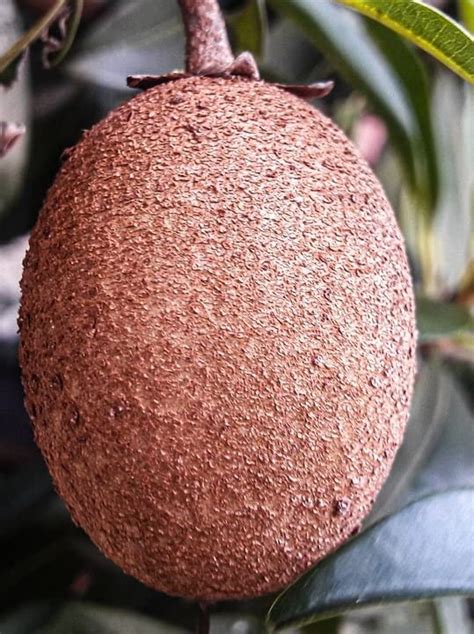 Cloud Farm Hybrid Grafted Chiku Live Plant [CF80] : Amazon.in: Garden ...