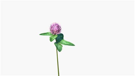 Image result for Clover Modelling