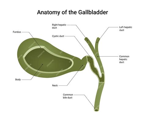 Premium Vector | Anatomical Structure of the Gallbladder
