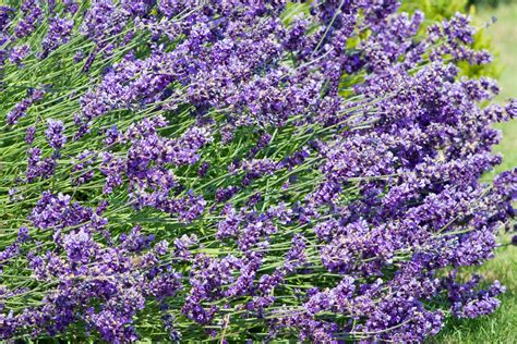 lavender dress