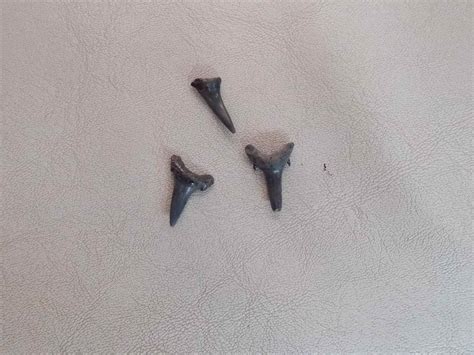 Sand Tiger Shark Tooth