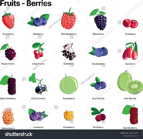 Types Of Berries Royalty-Free Images, Stock Photos & Pictures ...