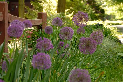 The Martha Stewart Blog : Blog Archive Planting Spring-Blooming Bulbs ...