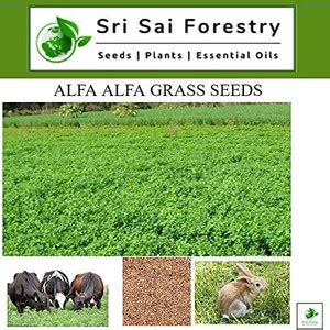 SRI SAI FORESTRY Grass Seed Price in India - Buy SRI SAI FORESTRY Grass ...