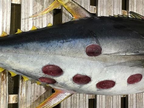 Cookie Cutter Shark Bite