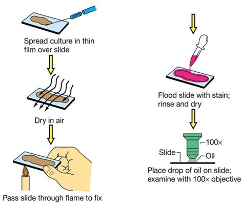Image result for Simple Stain Procedure
