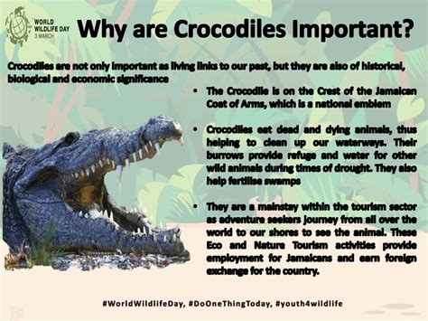 How Fast Can an Crocodile Run