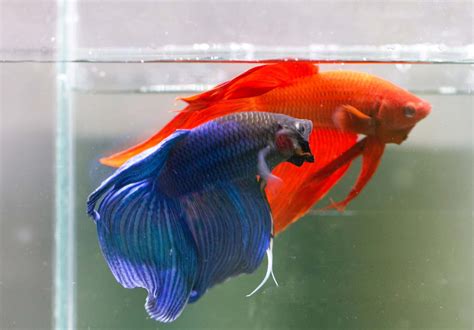 Beyond The Tank: What Fish Eat Each Other And Why