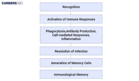 Immunology: Meaning, Types, Examples, Treatment, Symptoms