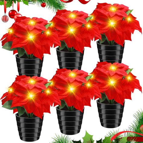 Outdoor Poinsettia Plants