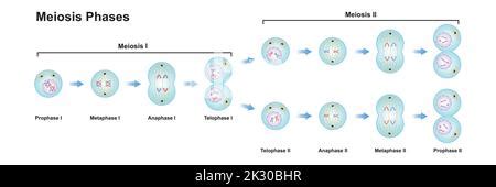 Image result for Cell Division Process