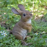 Image result for Painted English Garden Rabbit