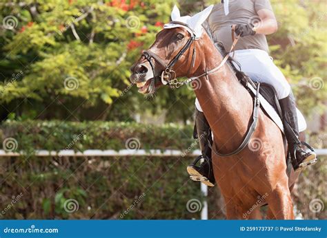 Horseback riding stock image. Image of equestrian, recreation - 259173737