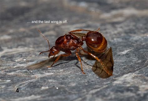 Queen Fire Ant With Wings