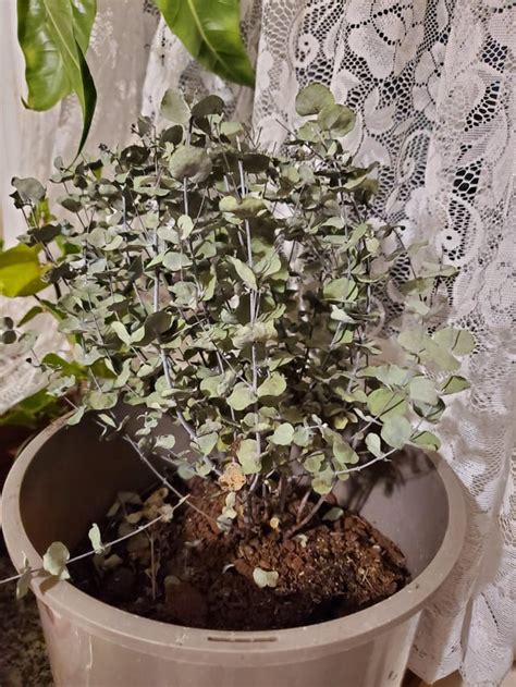 Bringing Back to Life: Reviving a Dried Eucalyptus Plant - Riveal
