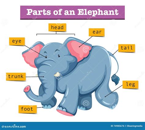 Diagram Showing Parts of Elephant Stock Vector - Illustration of ...