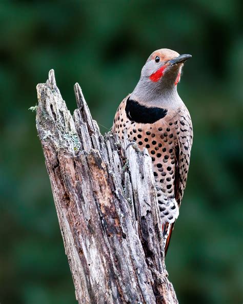 Northern Flicker (Red-shafted)