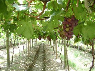 怎么种植葡萄的管理方法_葡萄种植管理技术