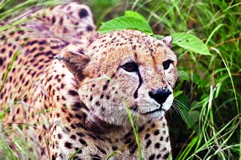 As Second Translocated Cheetah Dies, Questions Raised About The Project ...